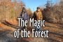The Magic of the Forest