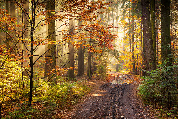 Road through the Autumn Forest - Morning Fog